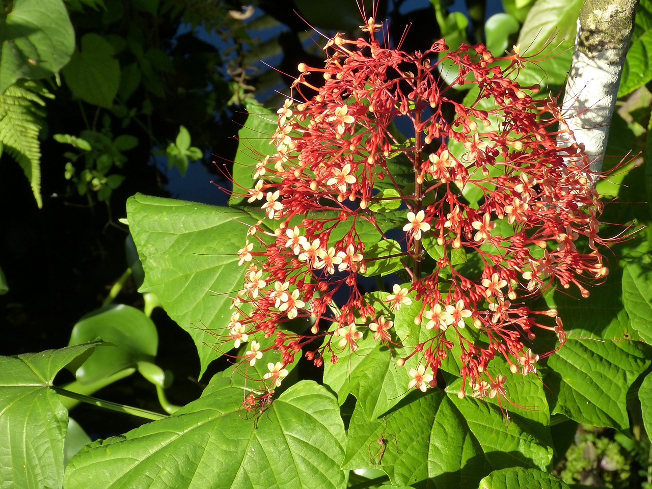 flower blossom bloom free photo