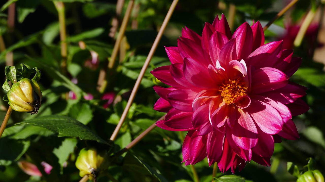 flower red blossom free photo