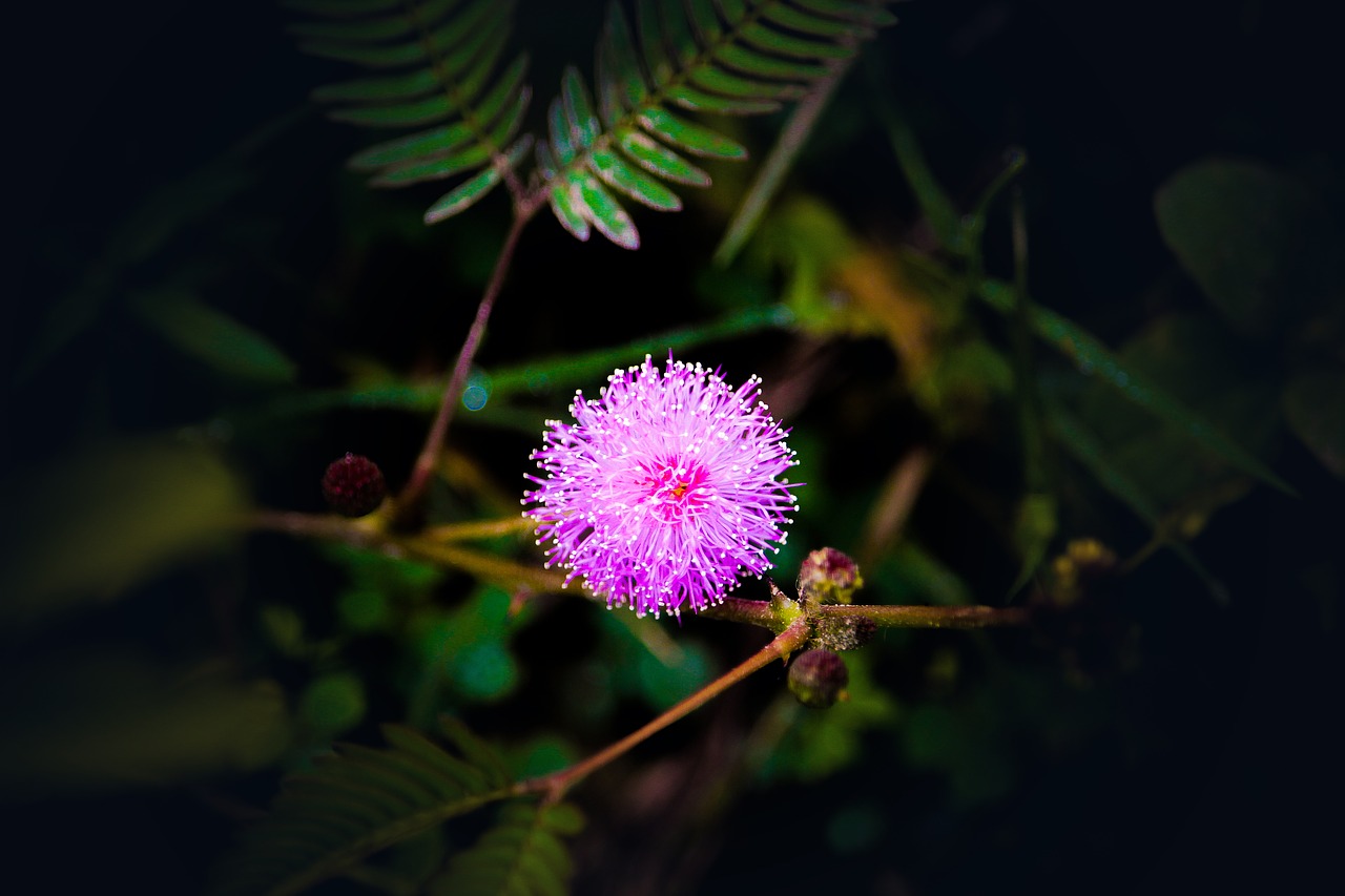 flower pink nature free photo