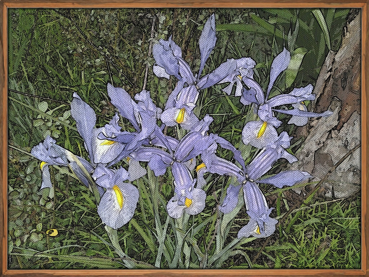flower painting iris free photo