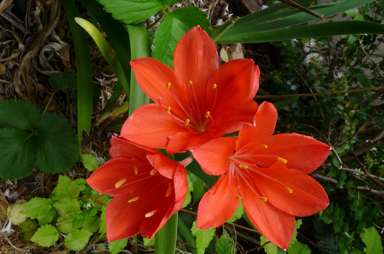 flower bulb orange bloom free photo