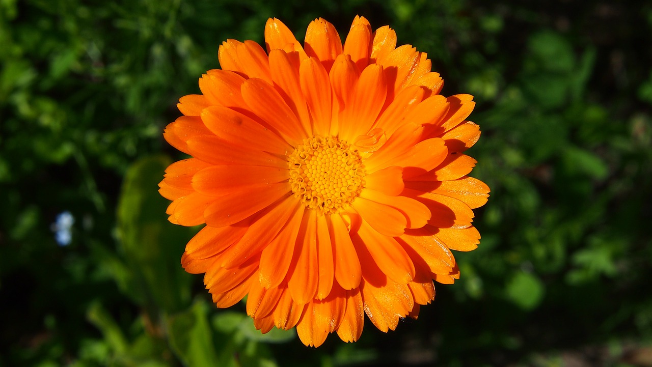 flower dahlia orange free photo