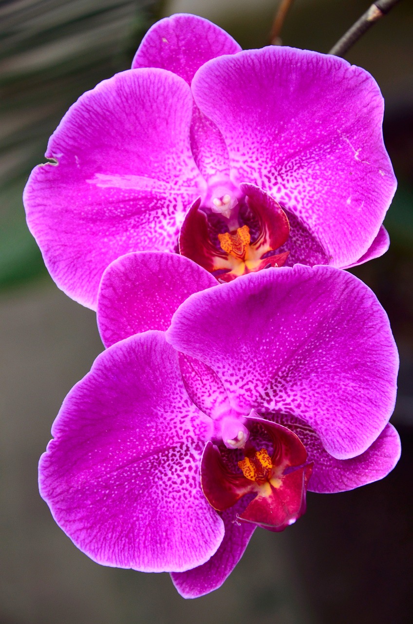flower phalaenopsis orchidaceae purple free photo