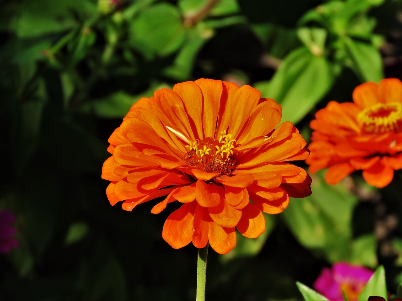 flower orange yellow free photo