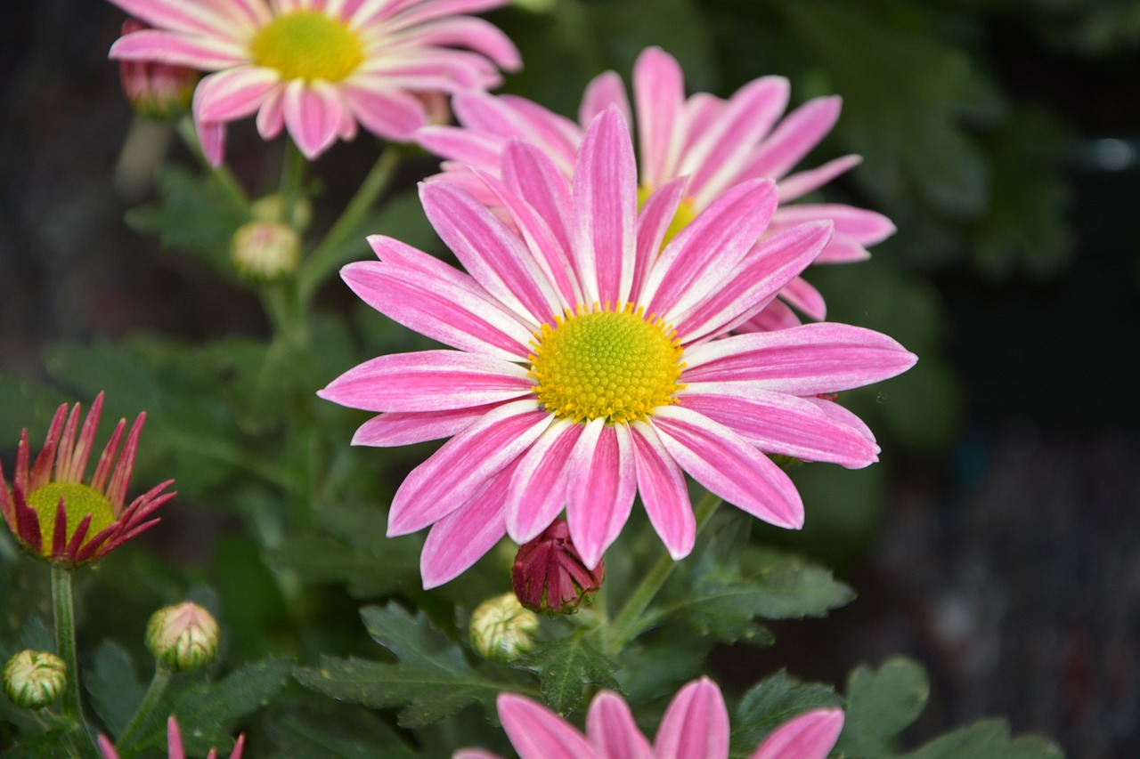 flower pink flower white petals free photo