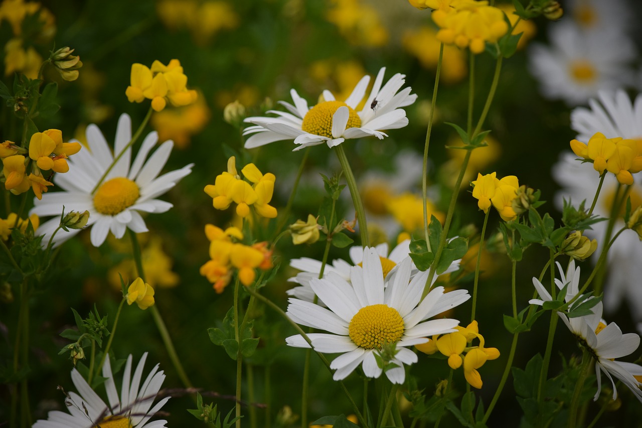 flower yellow daisy free photo