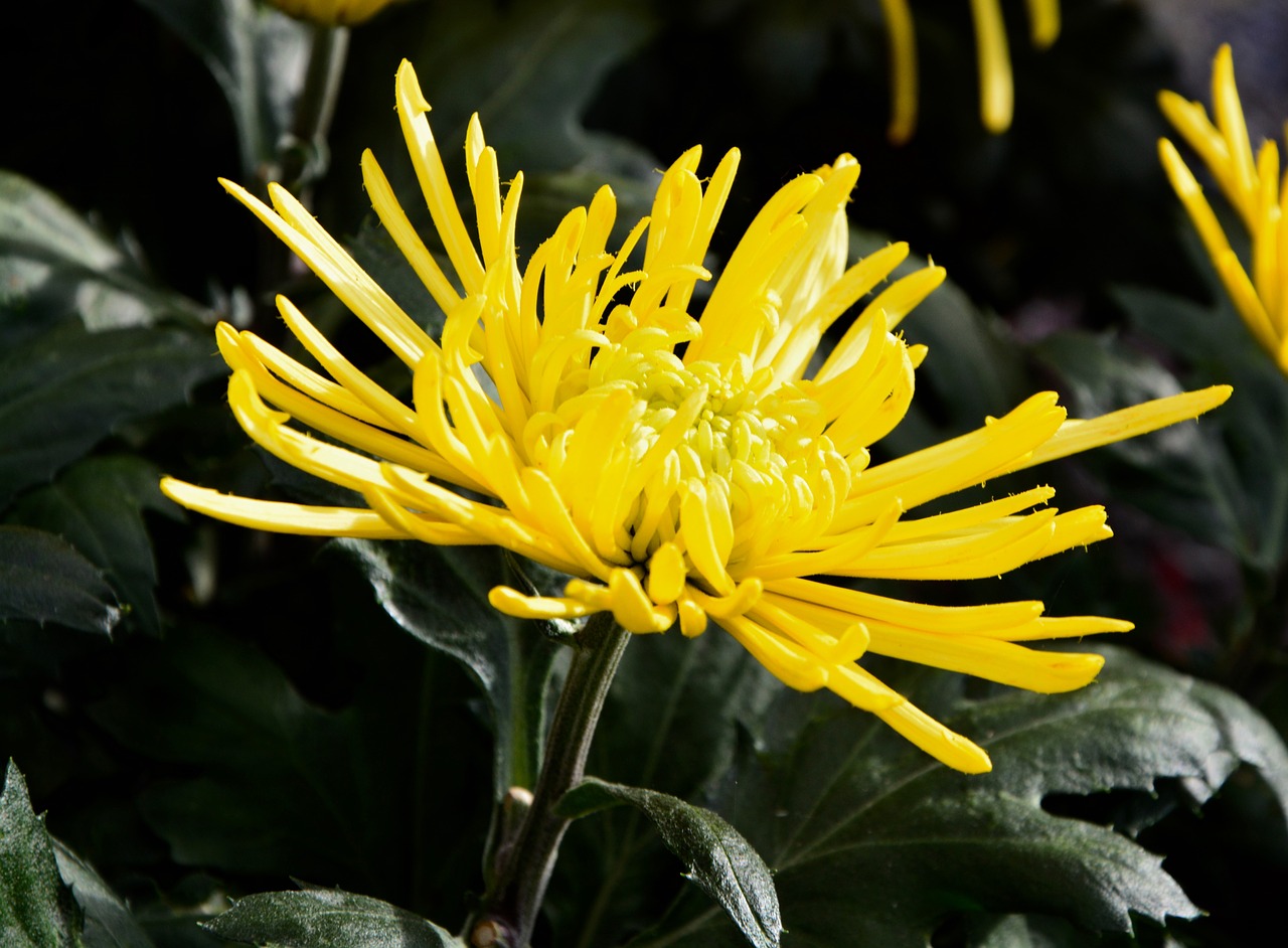 flower flower color yellow botany free photo