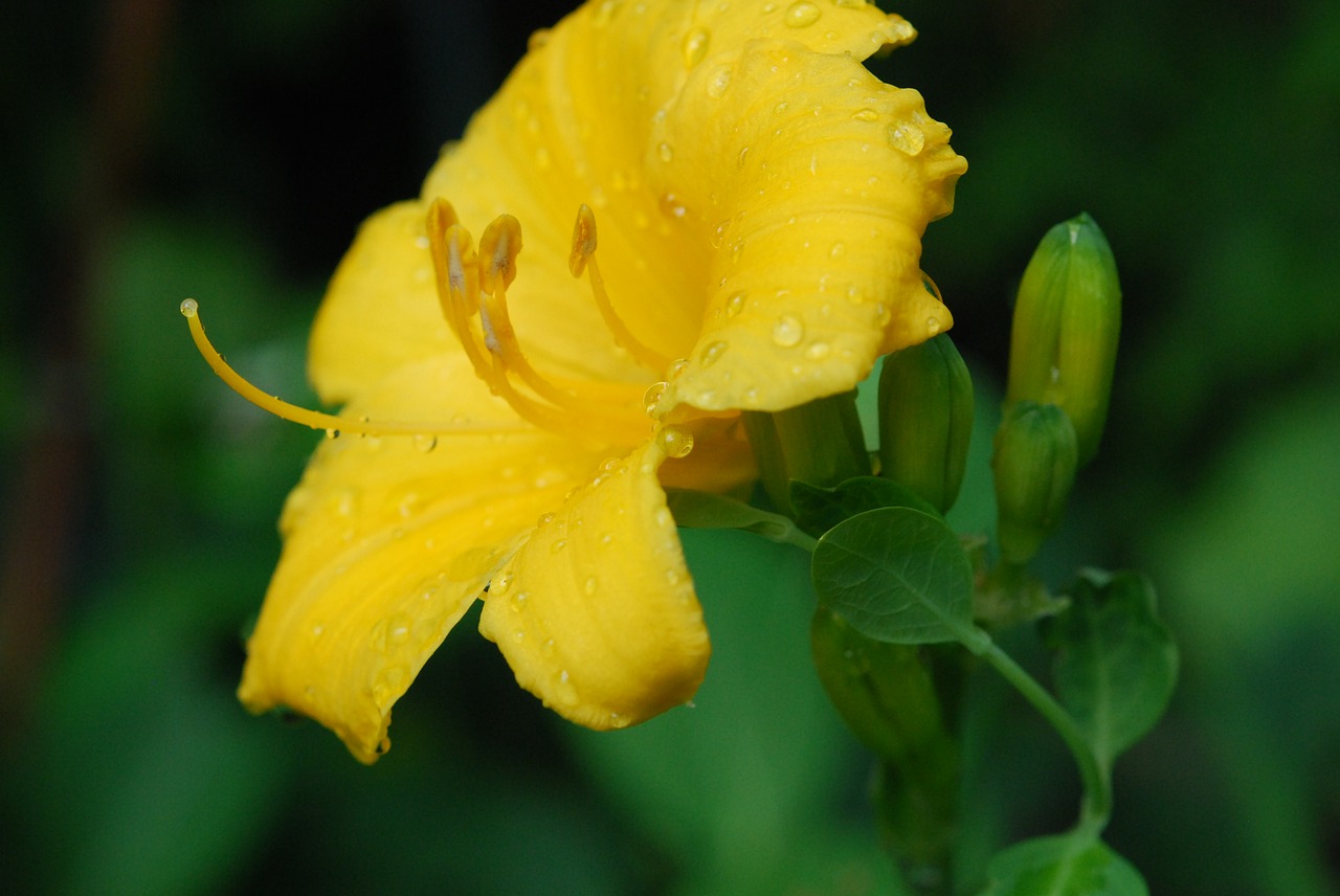 flower yellow yellow flowers free photo