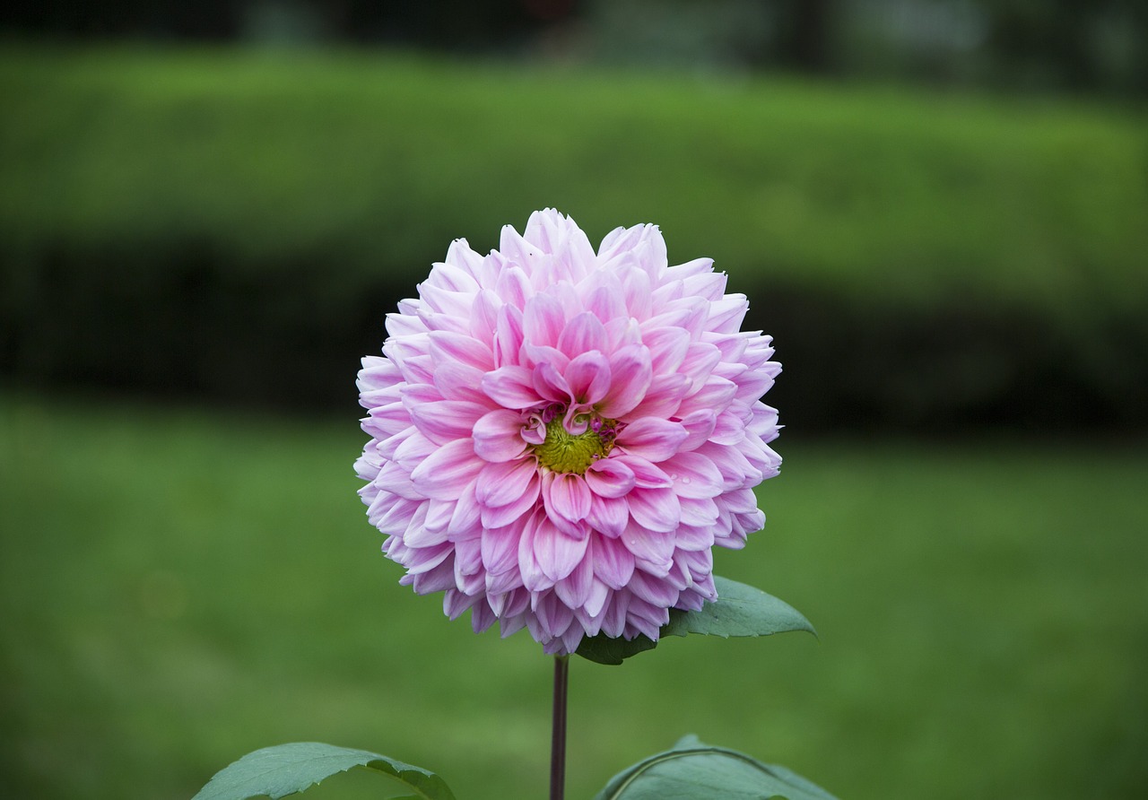 flower green white free photo