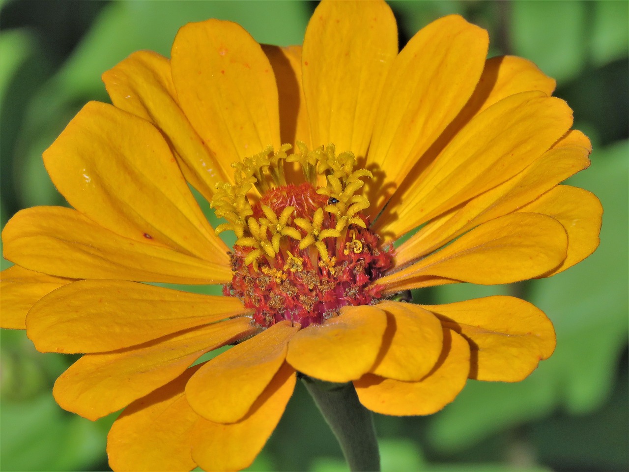 flower close up yellow free photo