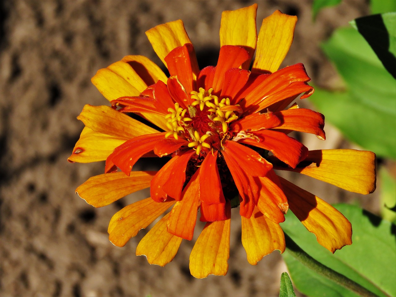 flower orange yellow free photo