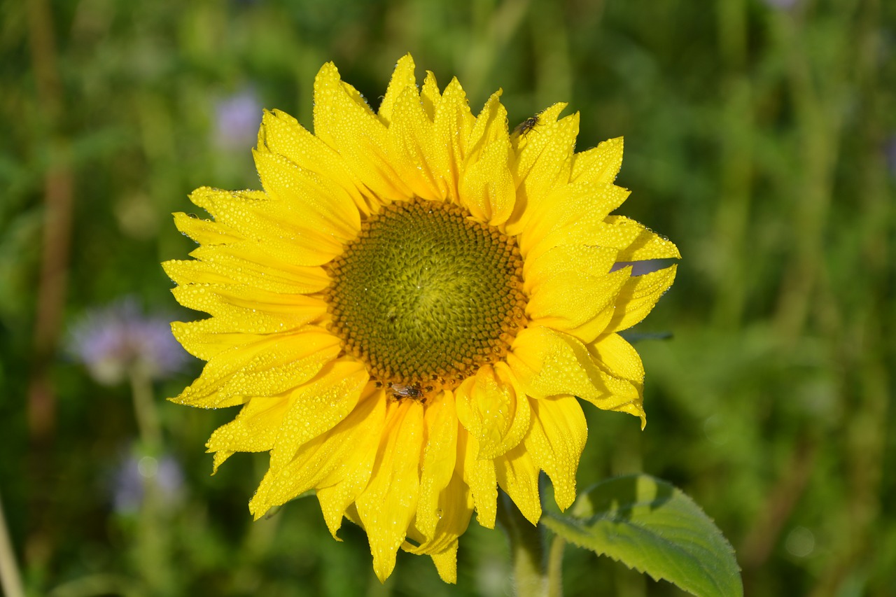 flower flower sunflower the colour yellow free photo