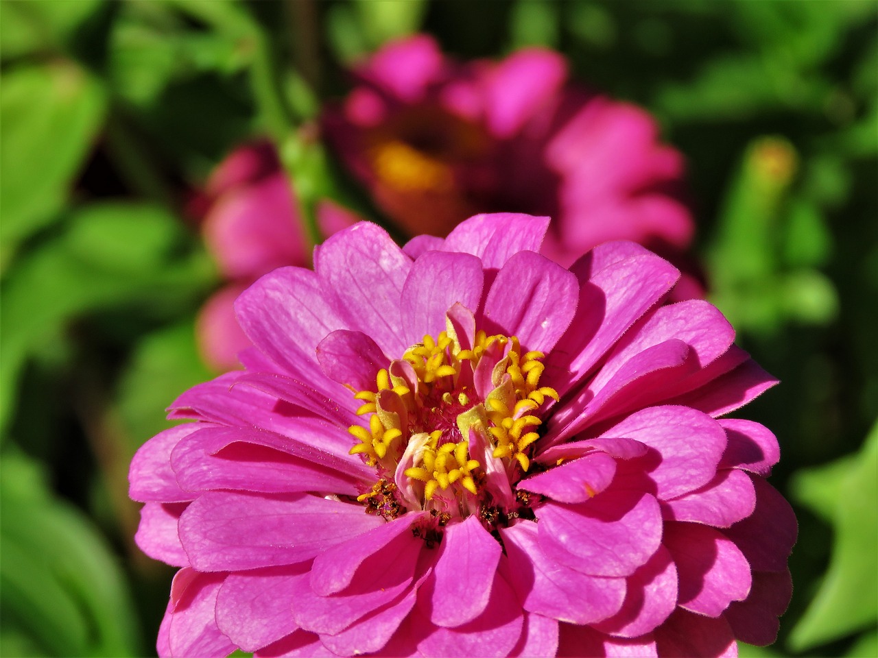 flower close up pink free photo