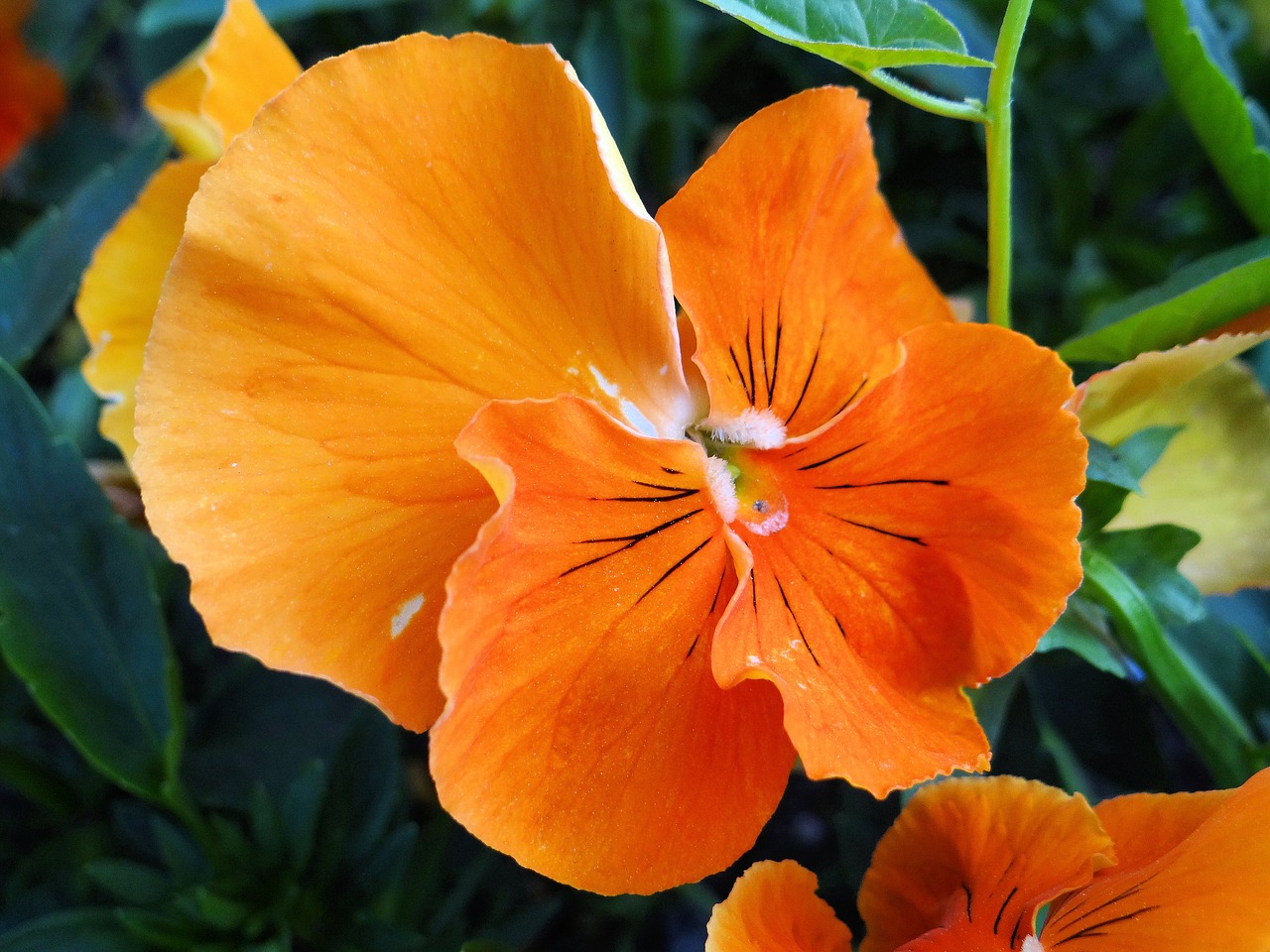 flower orange plant free photo