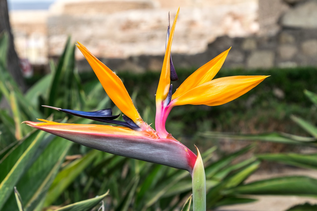 flower exotic tropical free photo