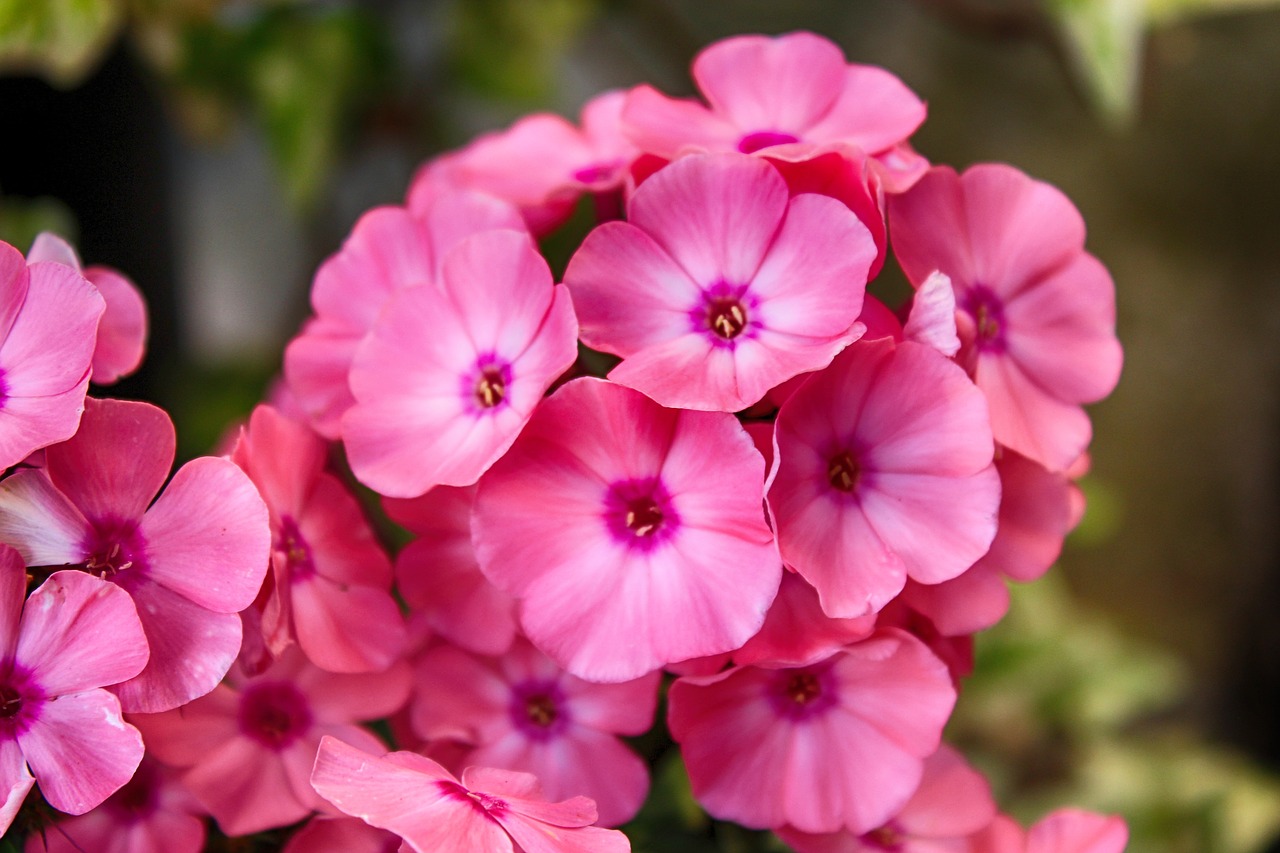 flower geranium blossom free photo