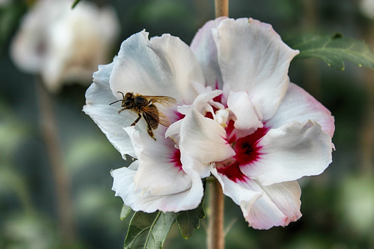 flower bee pollination free photo