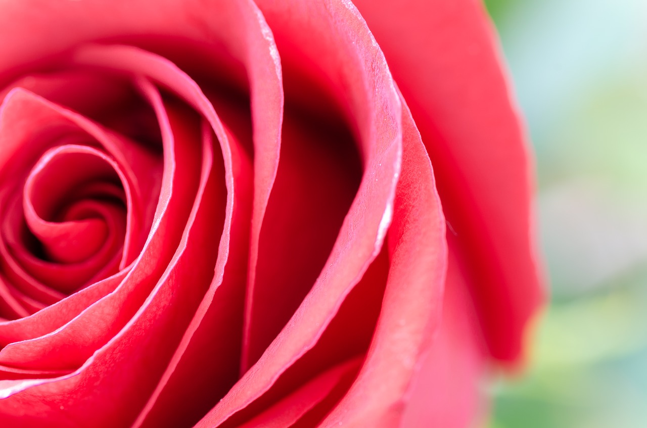 flower rose macro free photo