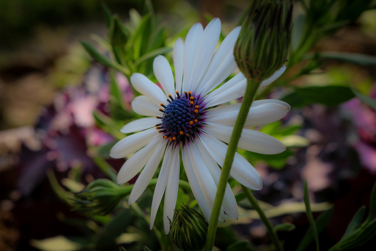 flower macro photography free photo