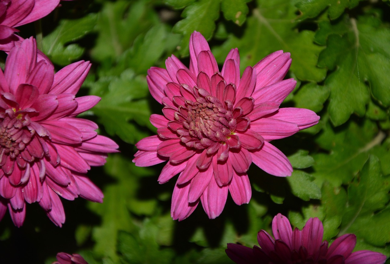 flower flowers dahlia bright pink free photo