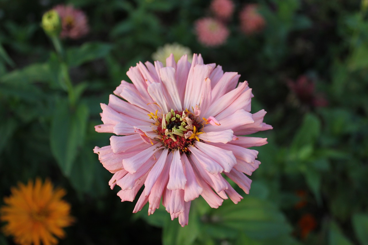 flower pink blossom free photo