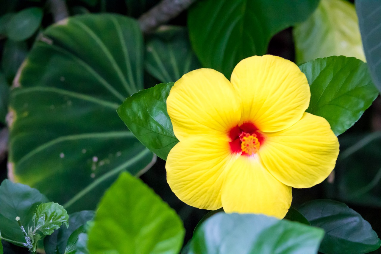 flower hibiscus tropical free photo