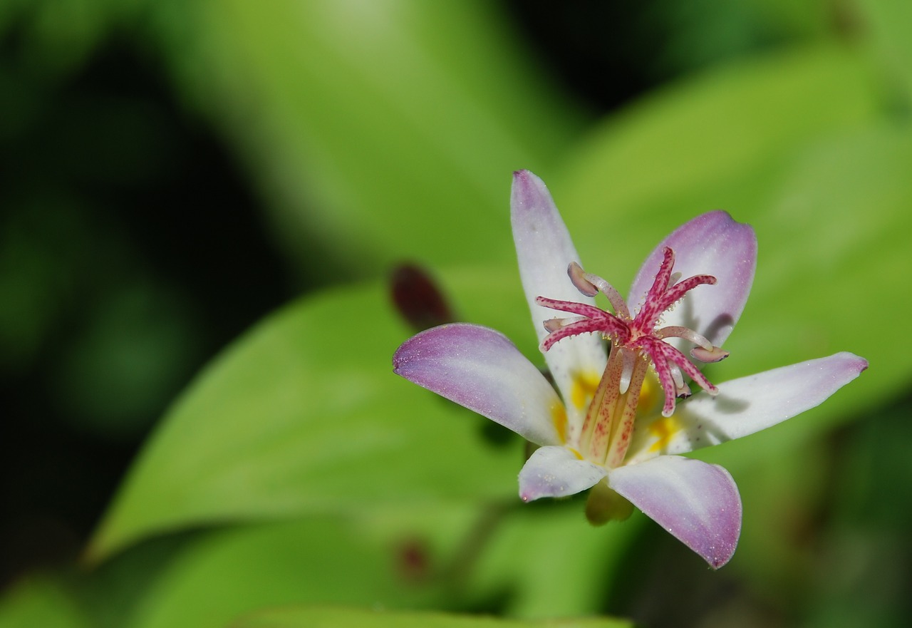 flower pink pink flowers free photo