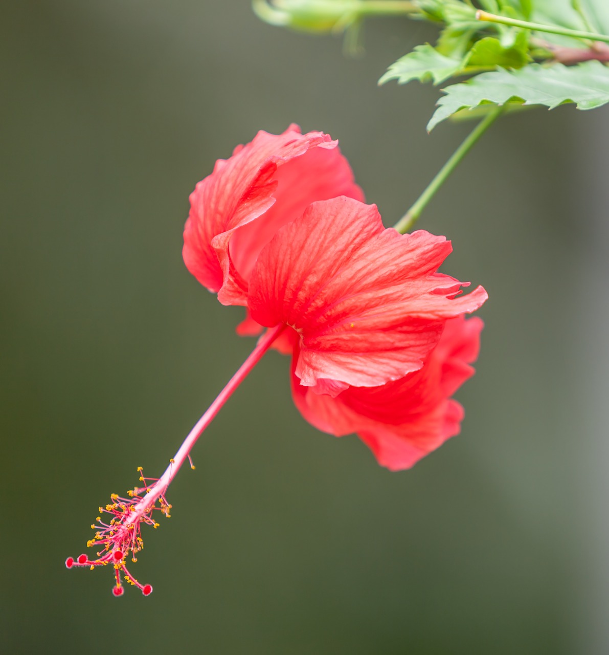 flower hibiscus flower tropical plants free photo