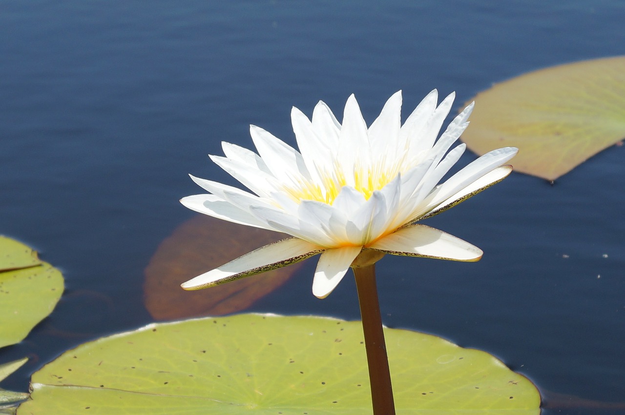 flower water lily africa free photo