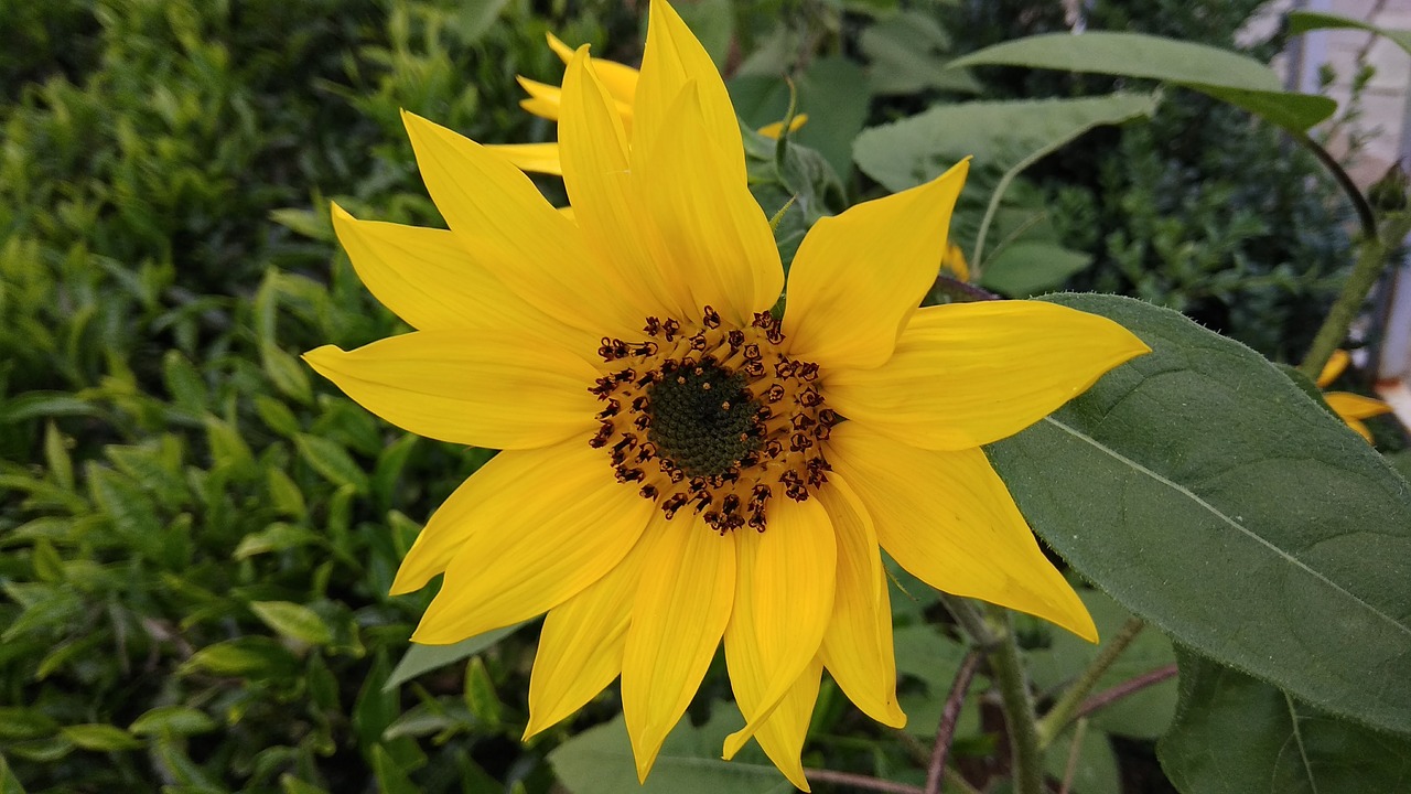 flower sunflower sun flower free photo