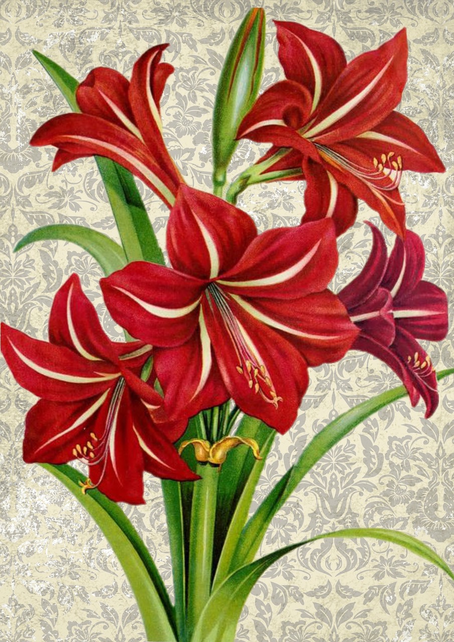 flower amaryllis red free photo