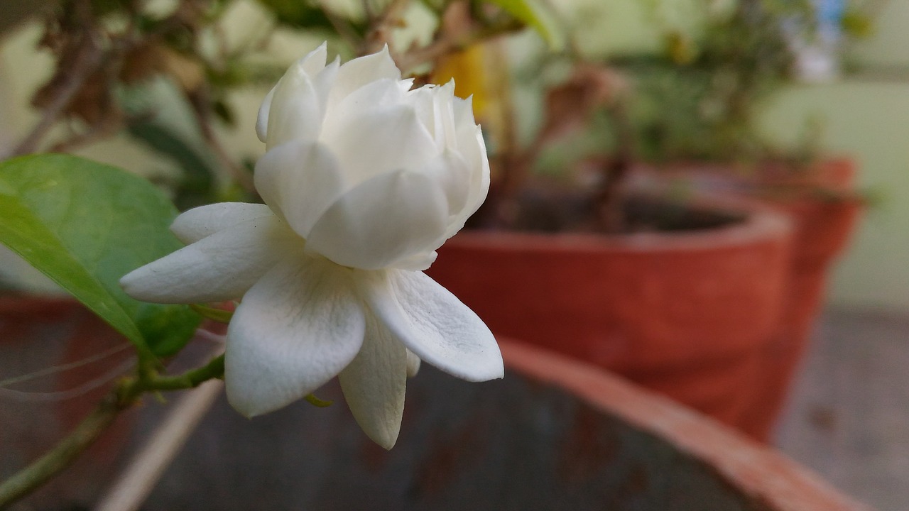 flower pot white free photo