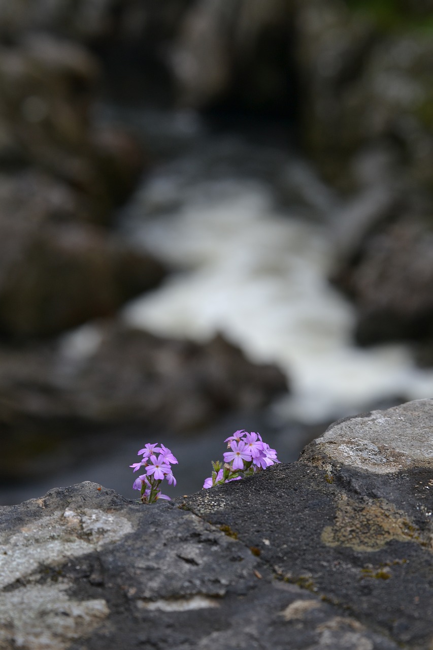 flower wall bridge free photo