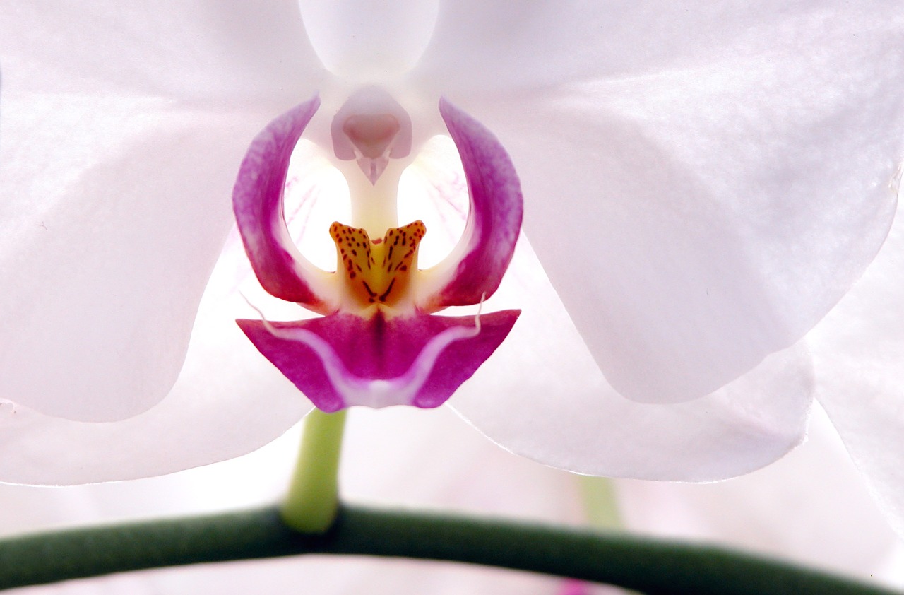 flower orchid blossom free photo