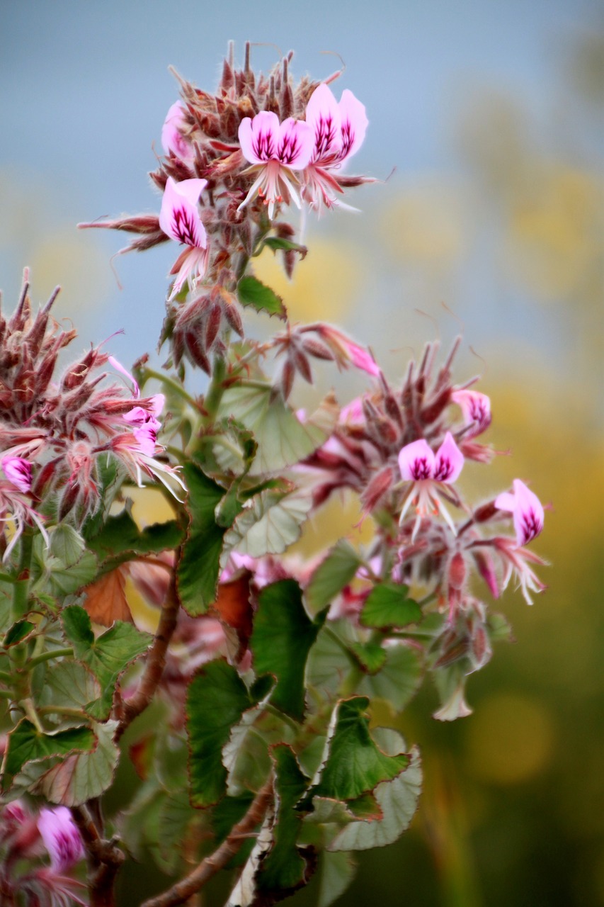 blossom bloom flowers free photo