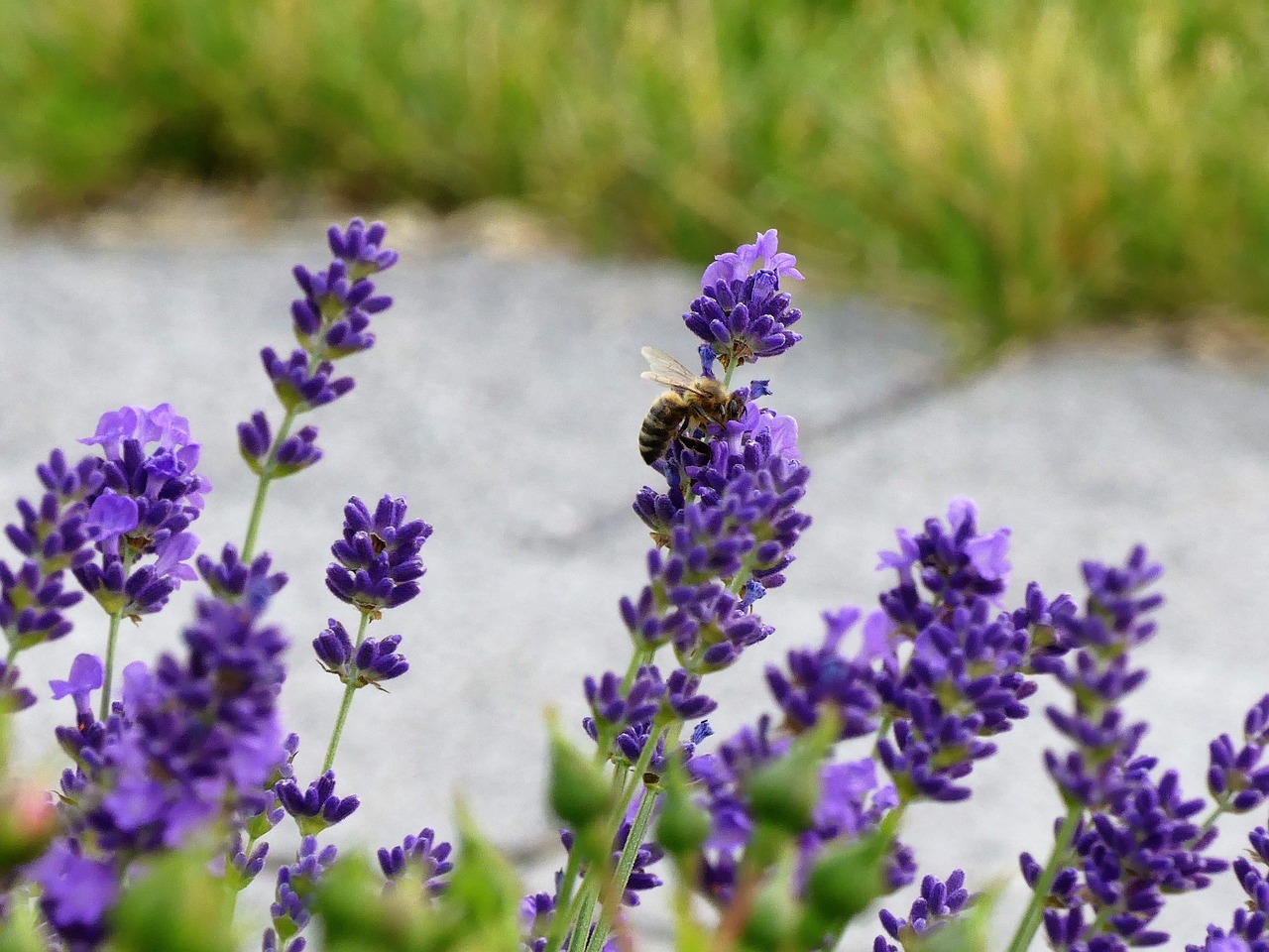 flower bee summer free photo