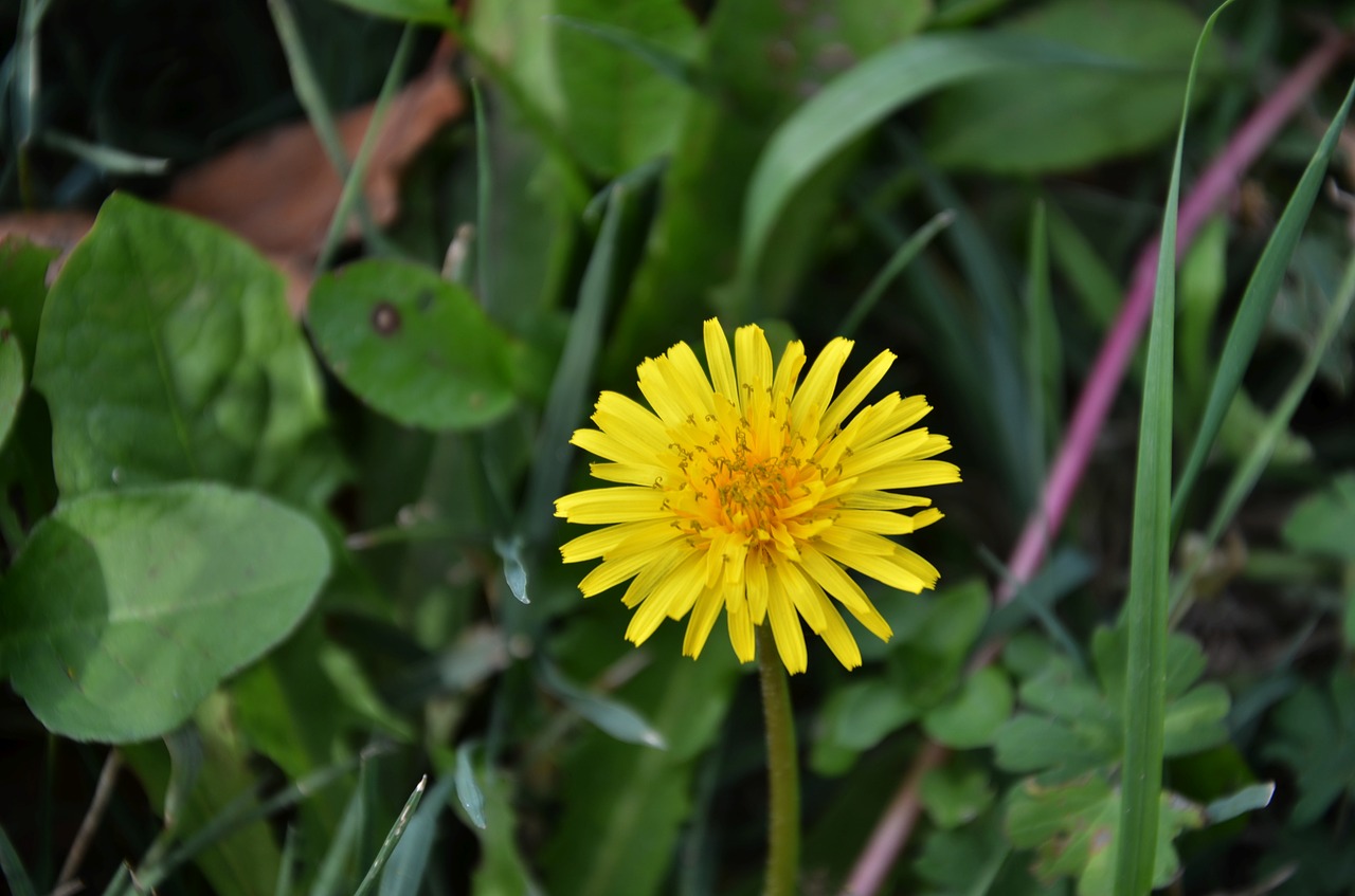 flower field dandelion free photo