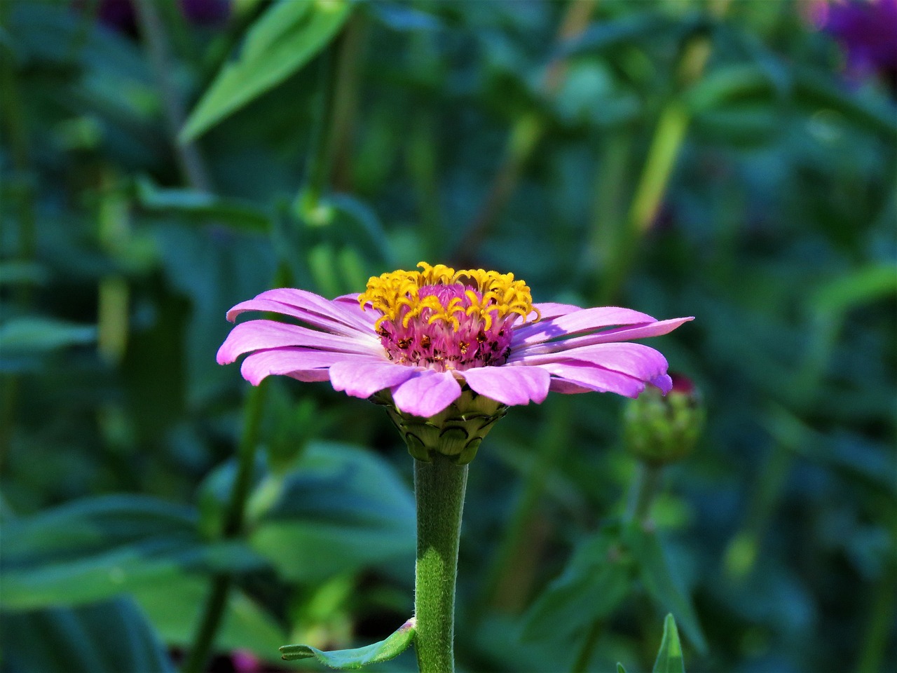 flower pink yellow free photo