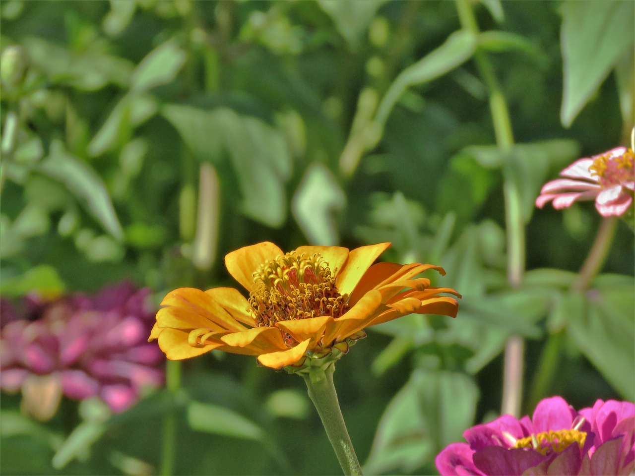 flower yellow garden free photo