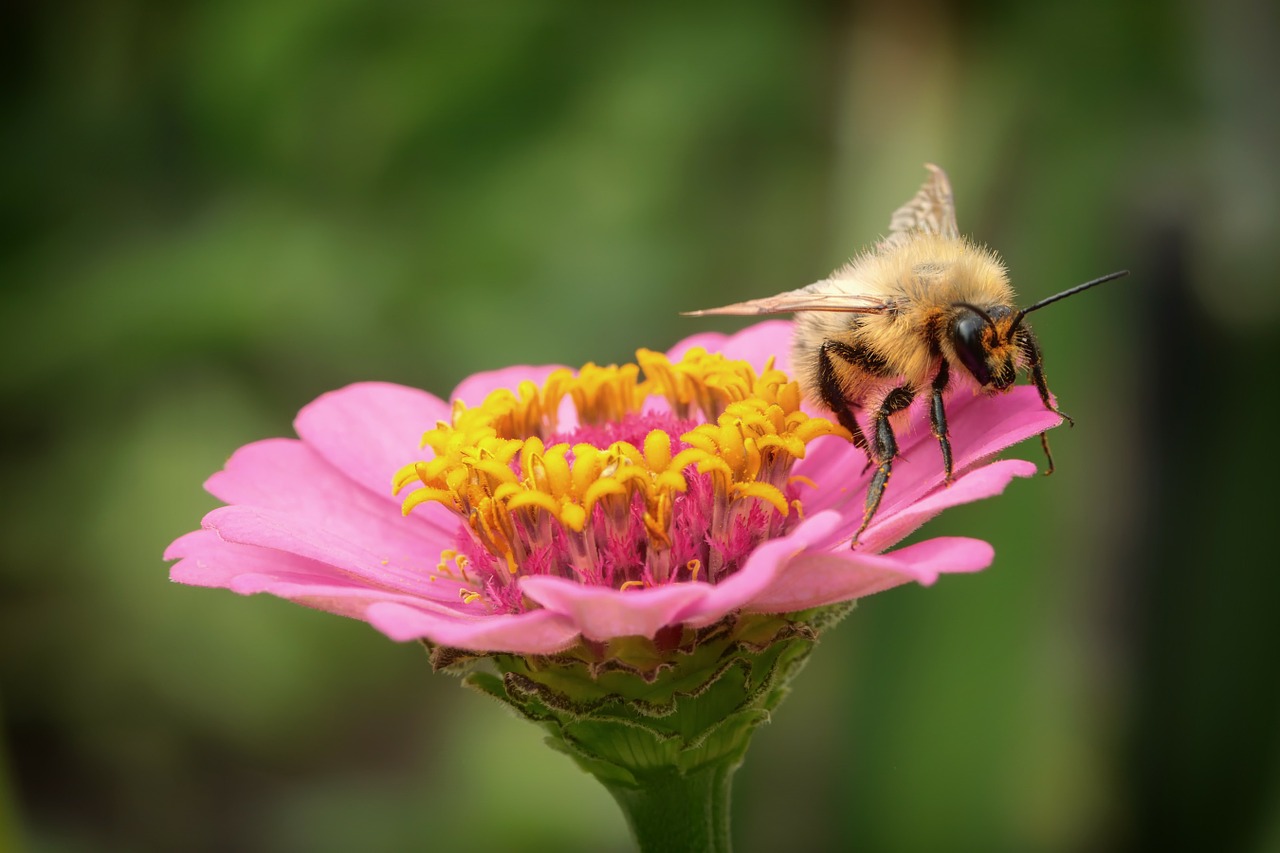 flower bee bumblebee free photo