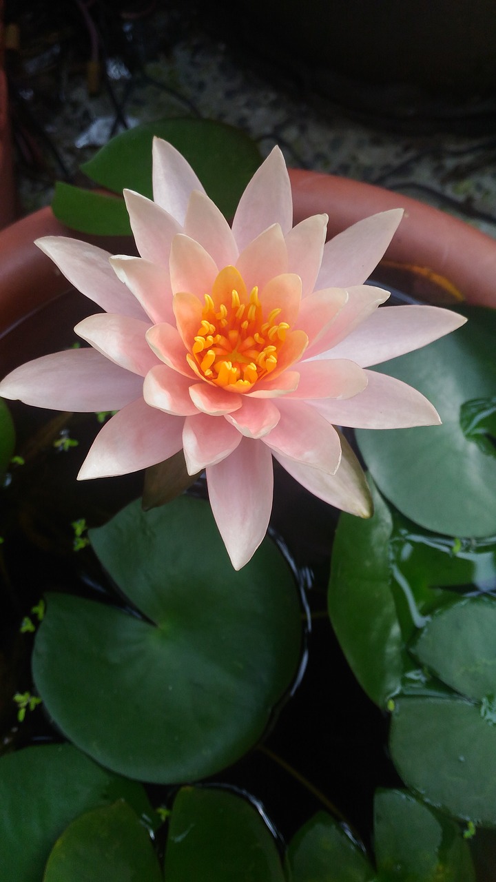 flower lotus pink free photo