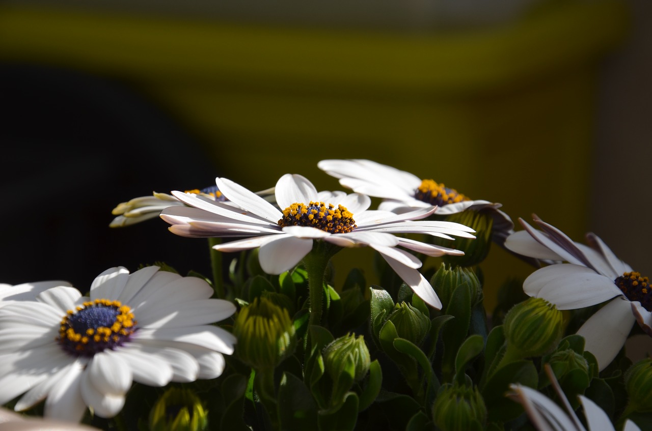 flower white orange free photo