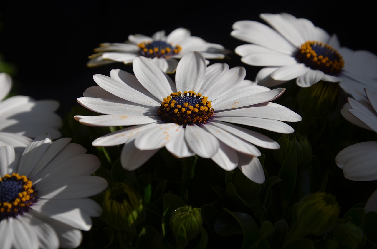 flower white orange free photo