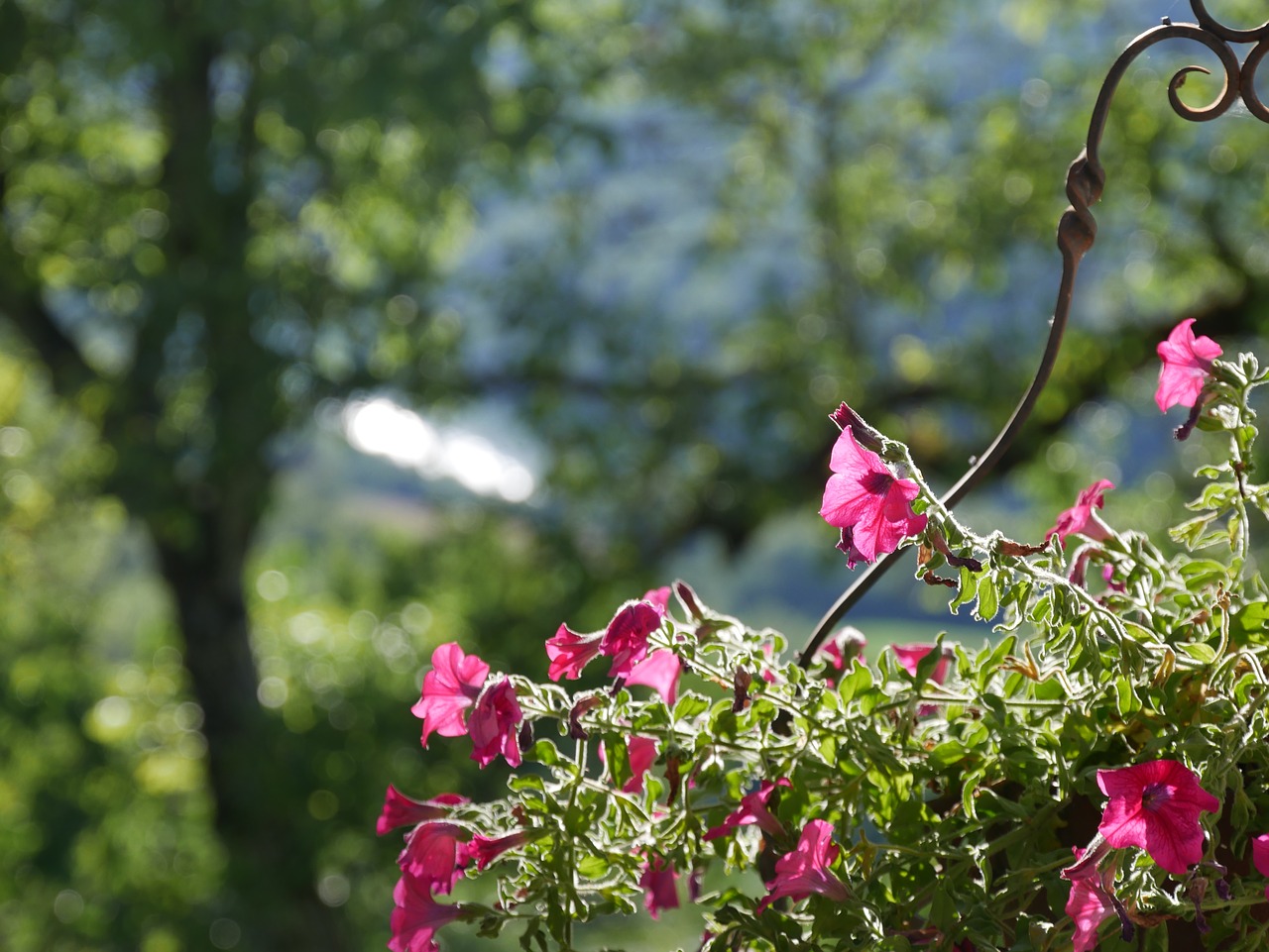 flower nature tree free photo