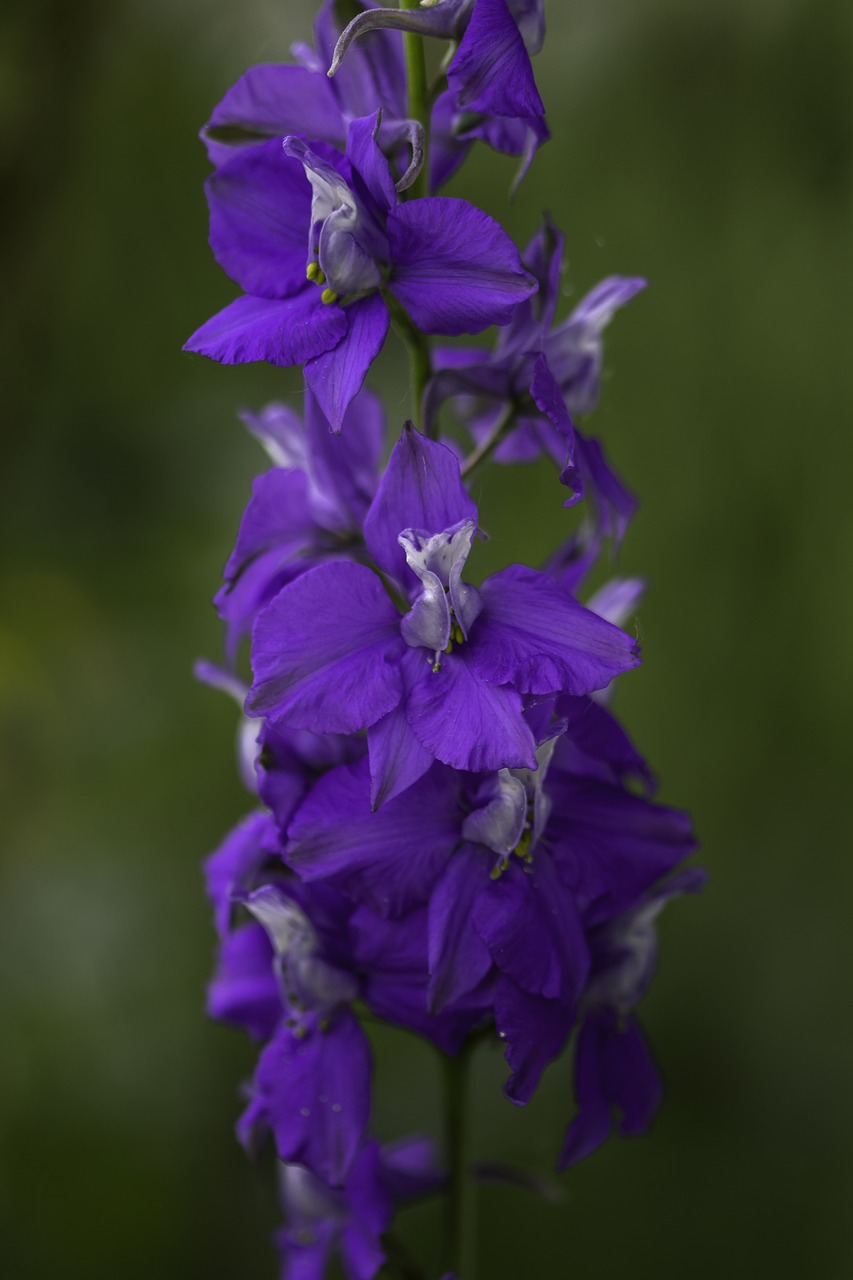 flower nature purple flower free photo