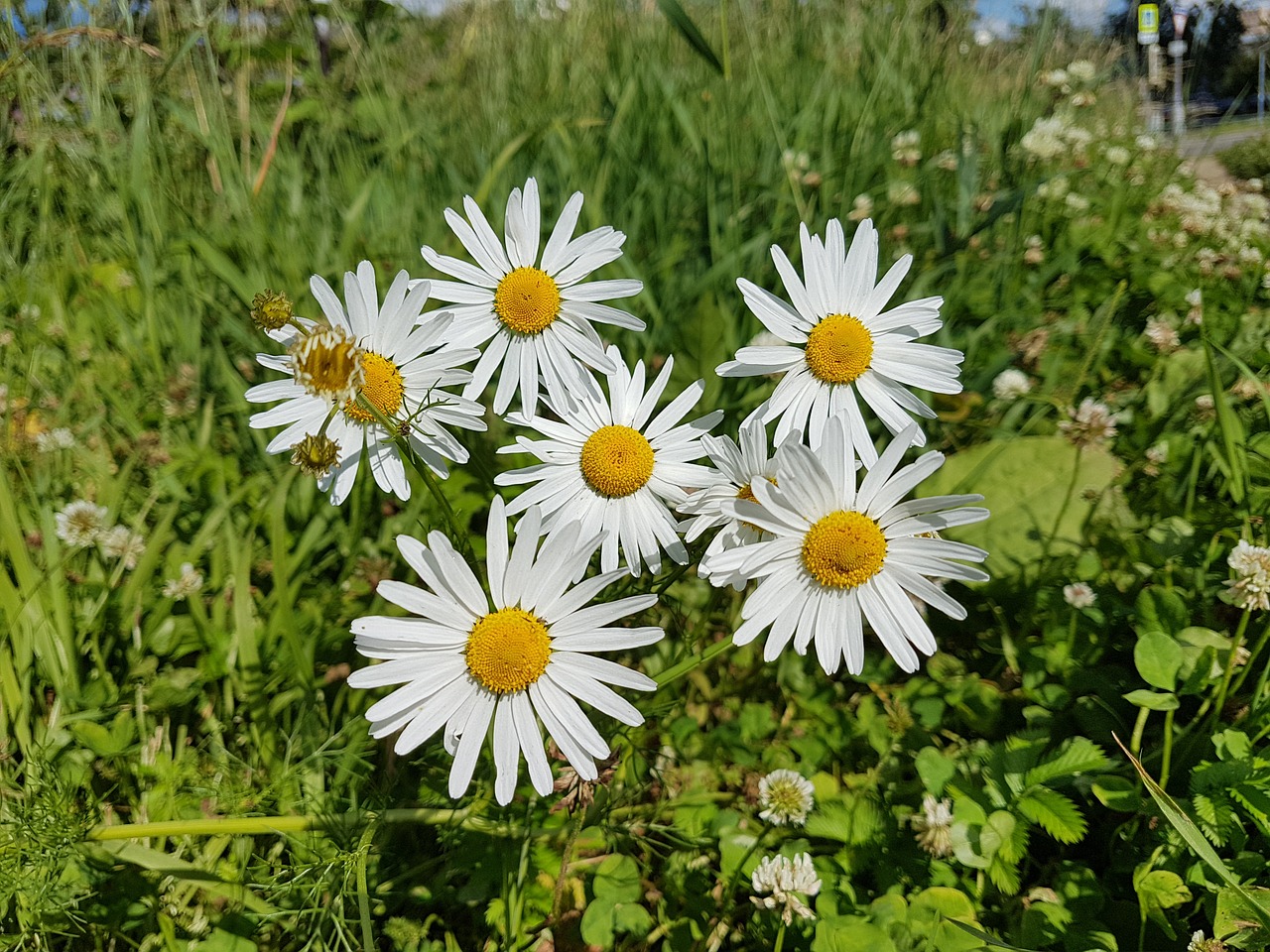 flower chamomile beautiful free photo