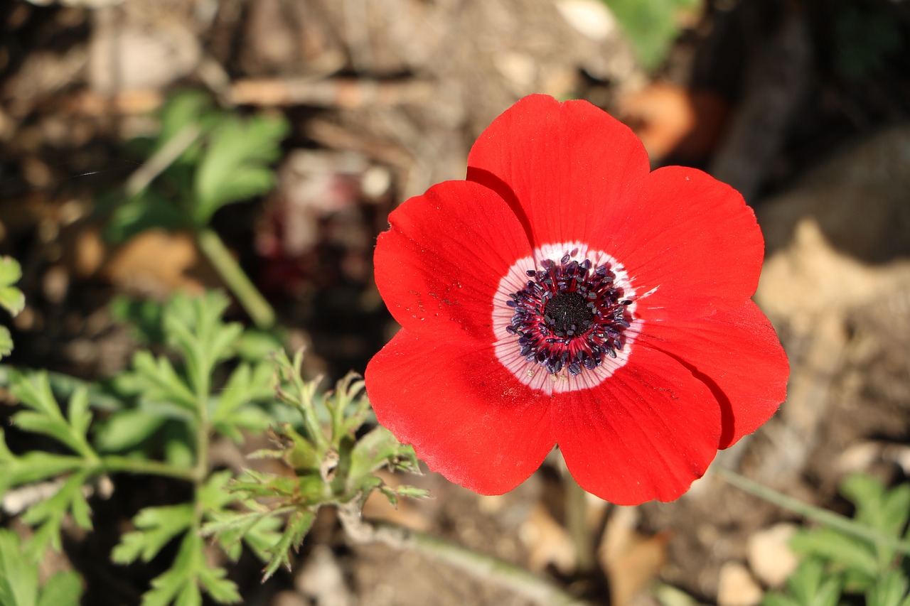 flower red nature free photo