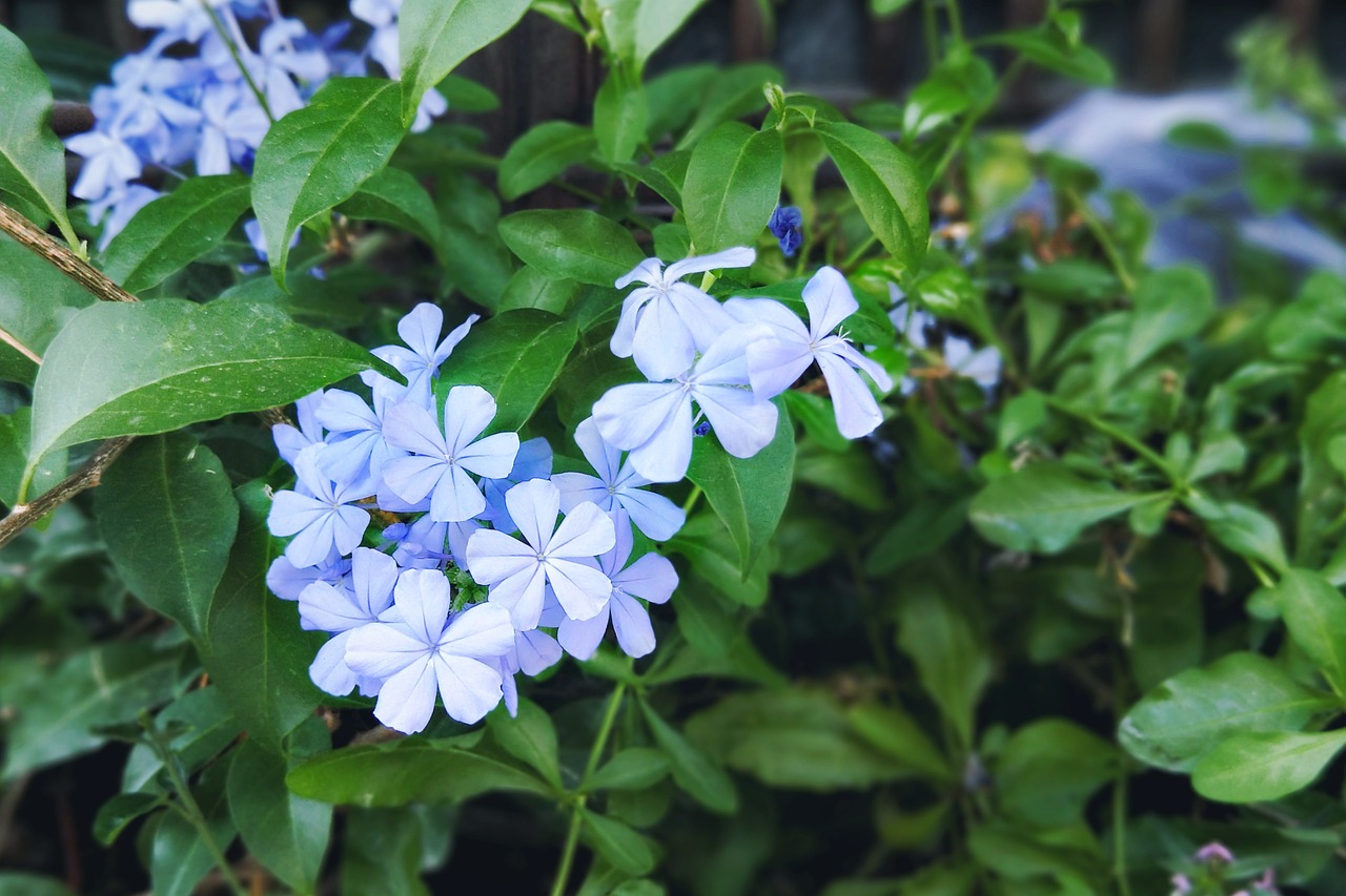 flower purple beautiful free photo