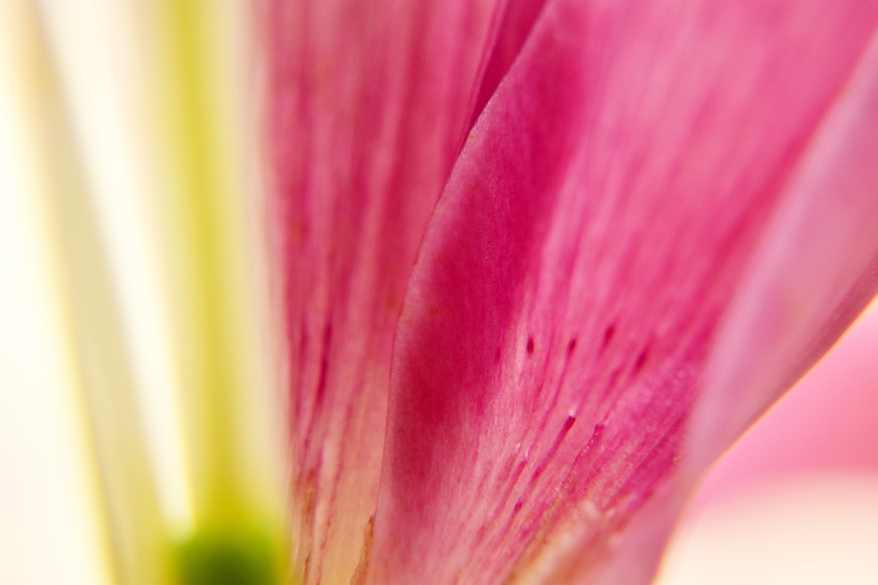 flower petals macro free photo