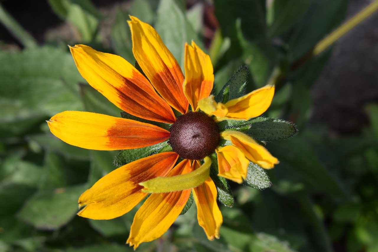 flower sun hat sunny yellow free photo